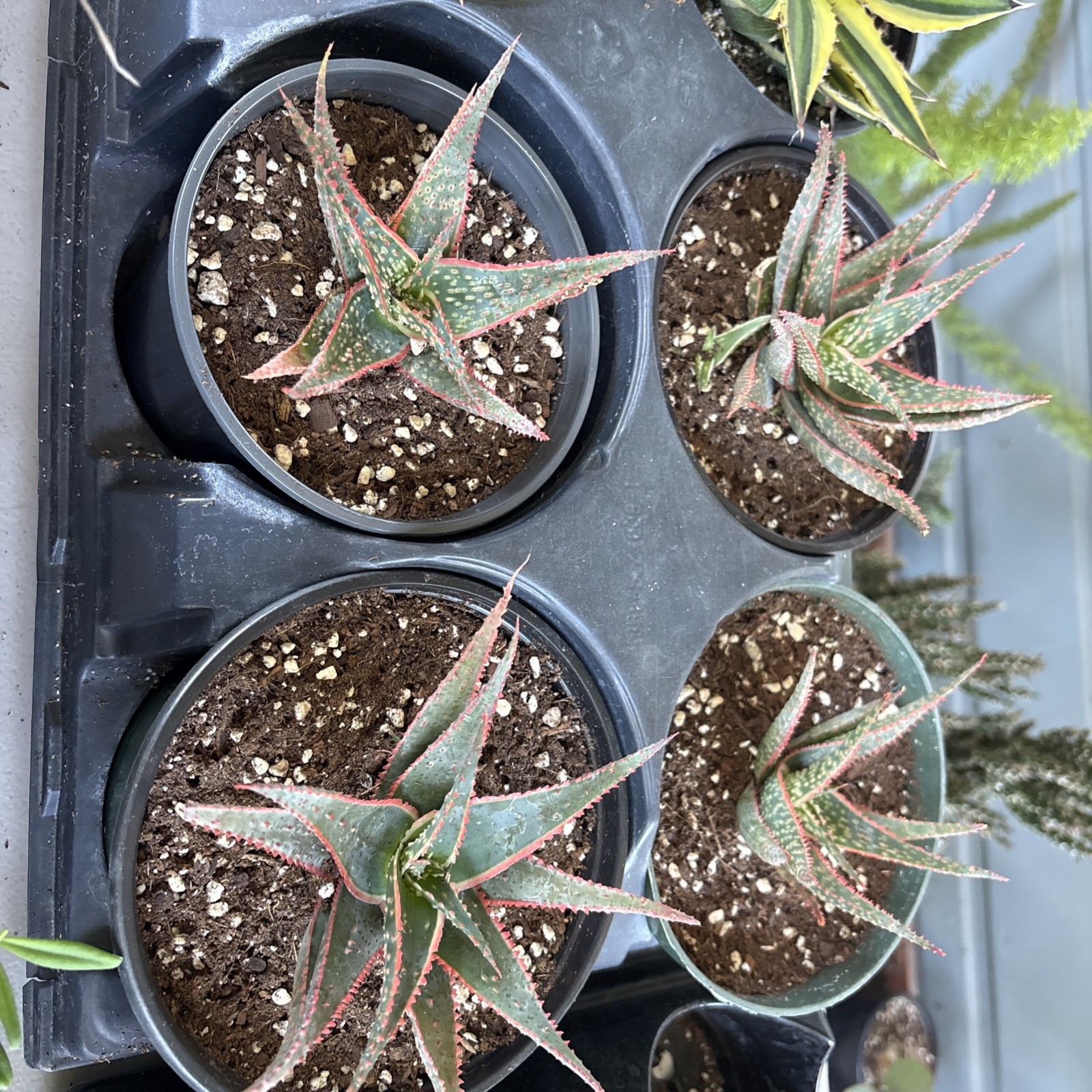 Aloe cultivar CORAL FIRE, exotic hybrid rare blue red color succulent plant 6in