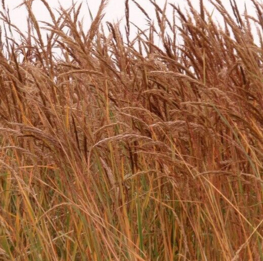 INDIAN GRASS SEEDS 300+ PERENNIAL ORNAMENTAL GRASS garden FREE SHIPPING