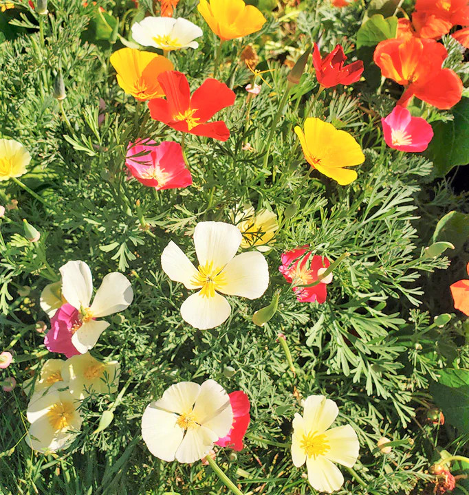 7 Colors Mix California Poppy Seeds | Rainbow Mixed All Formula Flower Seed 2024