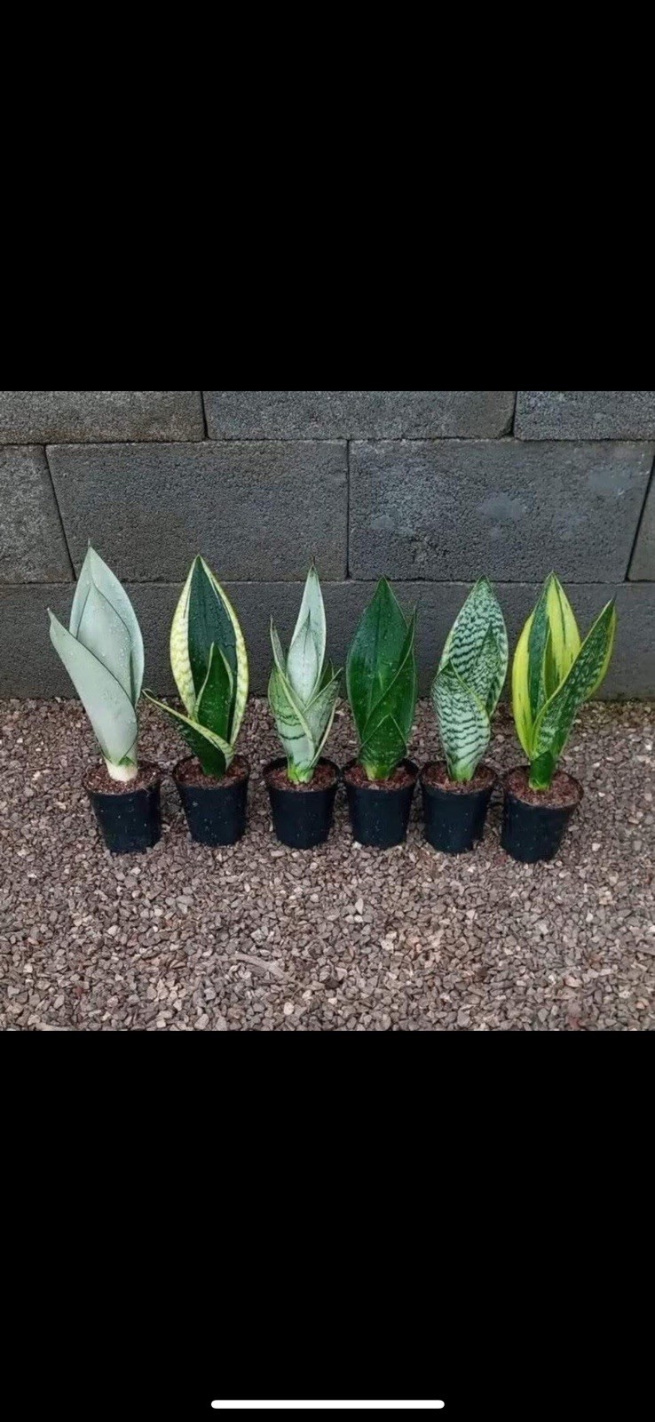 Snake Plant variety 4”