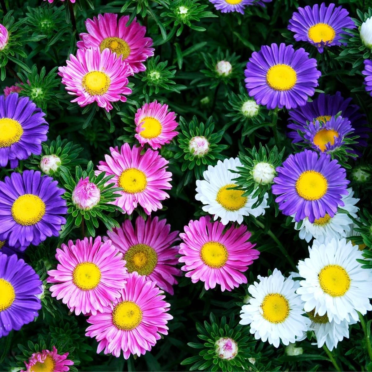 1000+ China Aster Seeds — Rainbow Mix — Colorful — Open Pollinated — Non GMO
