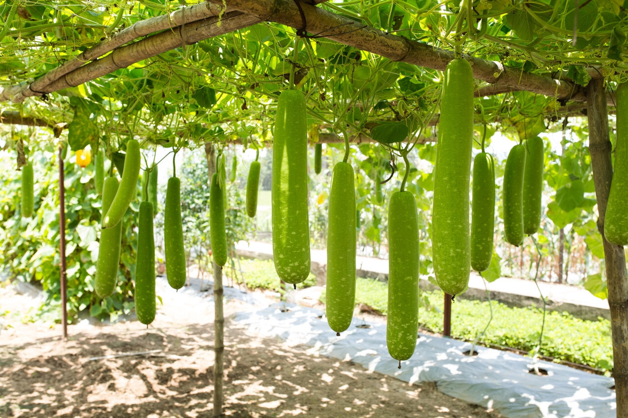 Long Bottle Gourd Stars Seeds F1 – Viet Nam- Bầu sao lai F1- Non-GMO