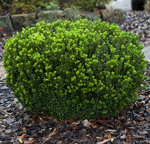 3 Plants ‘Green Velvet’ (Boxwood) Evergreen, 2.5 – Size Container