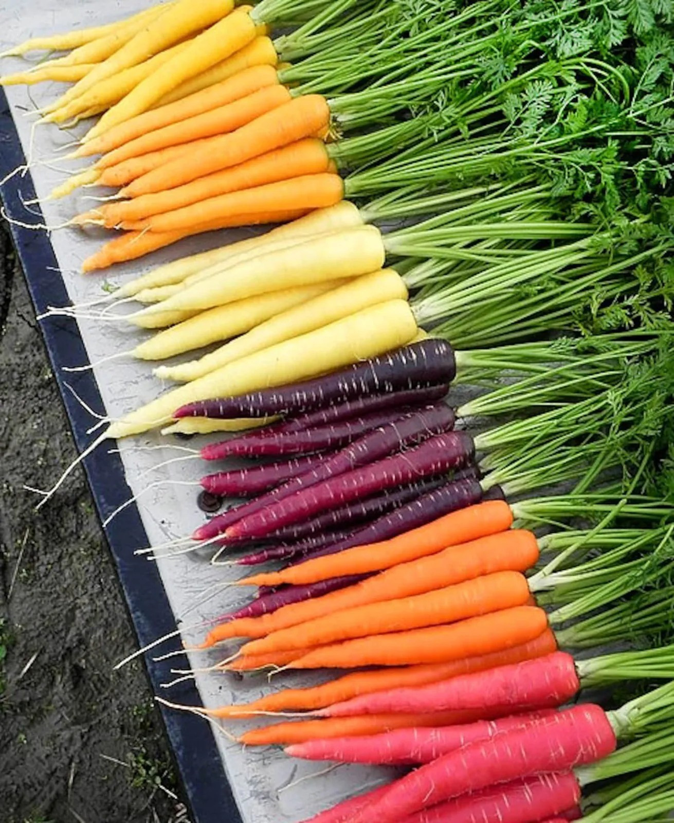 1000+ Rainbow Carrot Blend Mix Seeds – NON GMO – HEIRLOOM – ORGANIC — FRESH