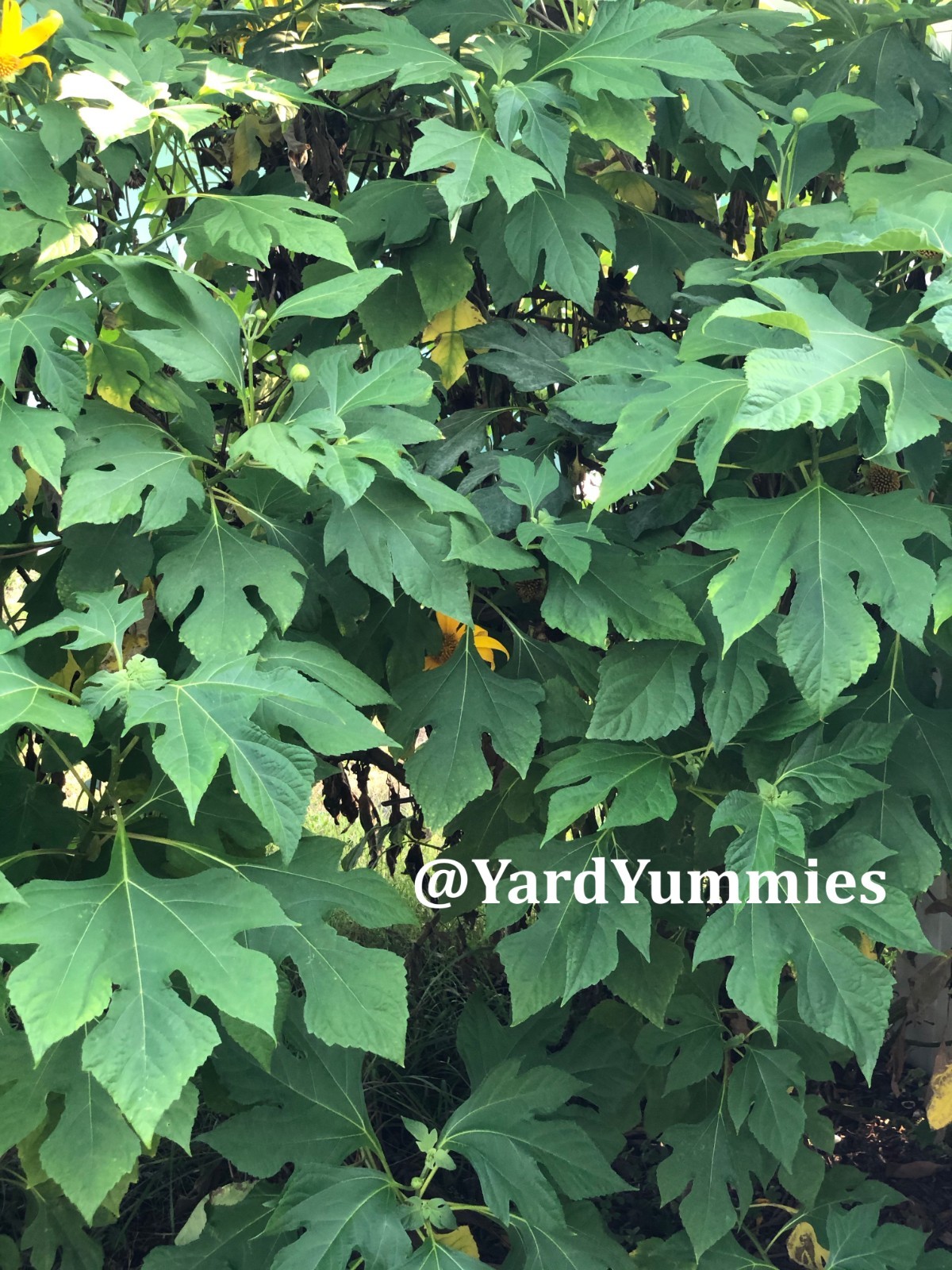 Mexican Sunflower Cuttings (Unrooted) Yellow Flower- Permaculture Chop & Drop