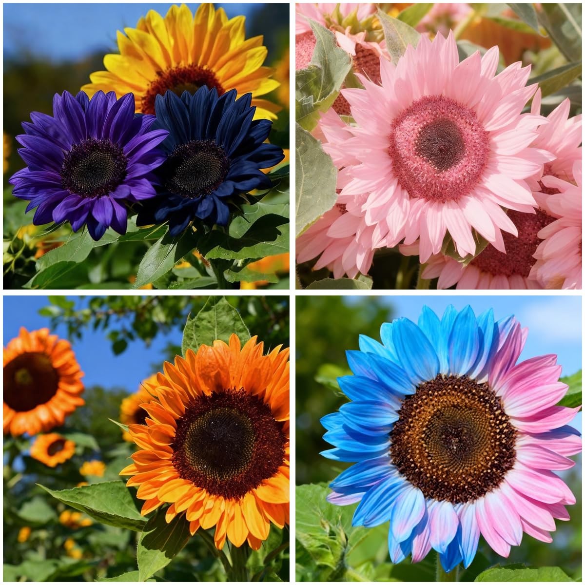 500+Mixed Sunflower Flower Seeds for Planting Outdoor Non-GMO Heirloom