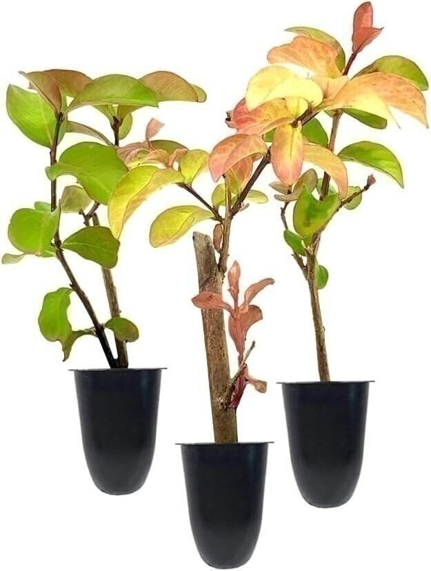 Crape Myrtle Catawba | 2 Inch | Lagerstroemia indica | Flowering Tree Plant