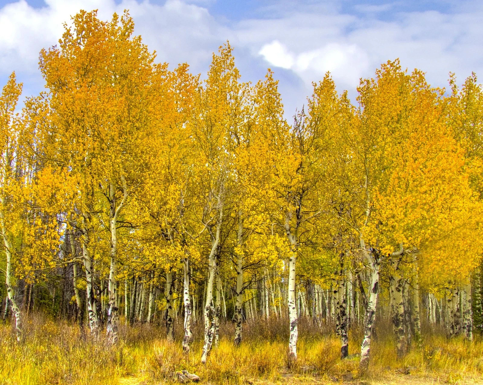 Quaking Aspen Tree Seedlings – Potted Trees 18 -30 Inches Tall 10 Tree Seedlings