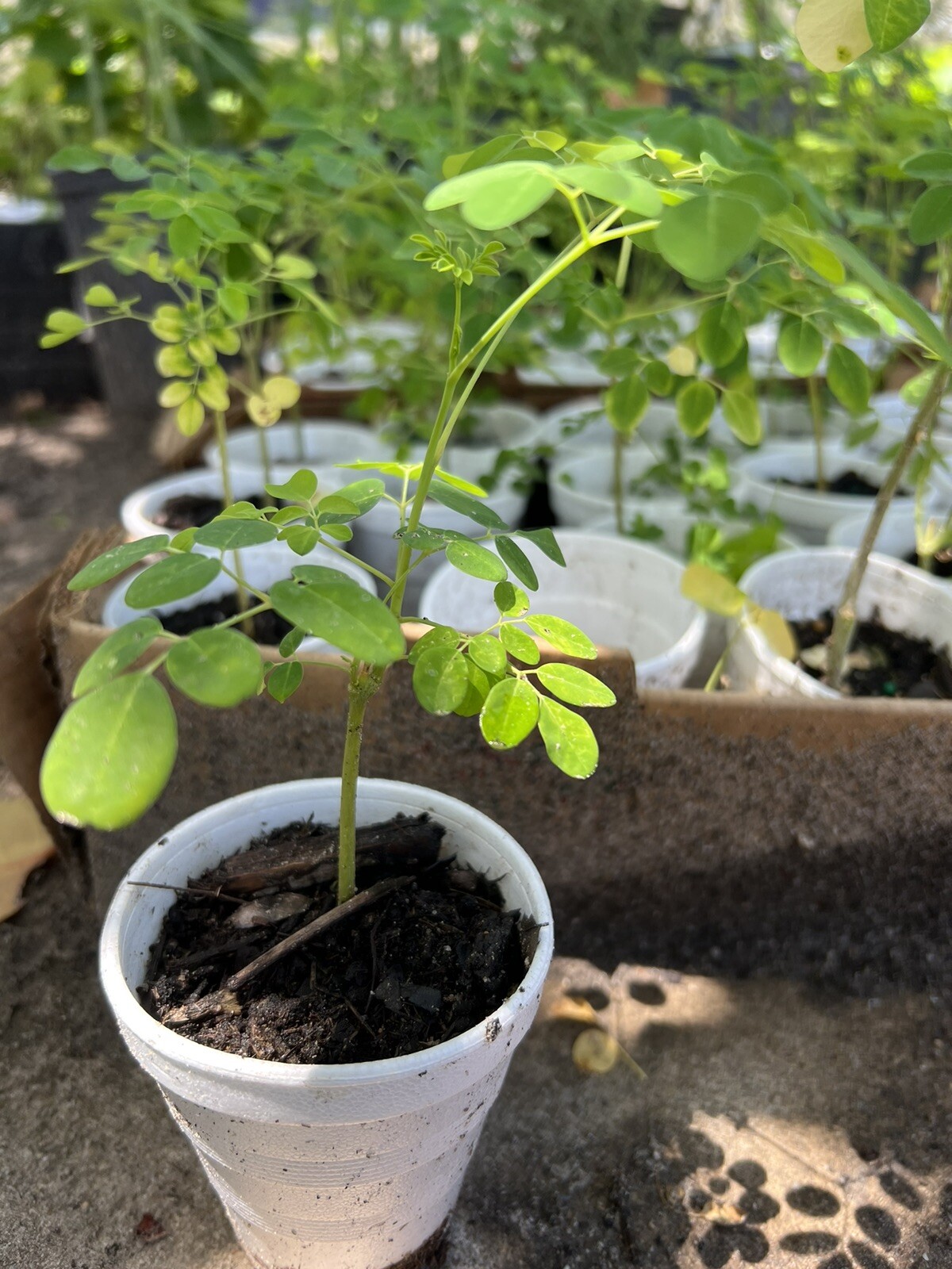 A Cup Moringa TREE Live Plant 5- 10”TREE OF LIFE FRESH Food Forest Permaculture