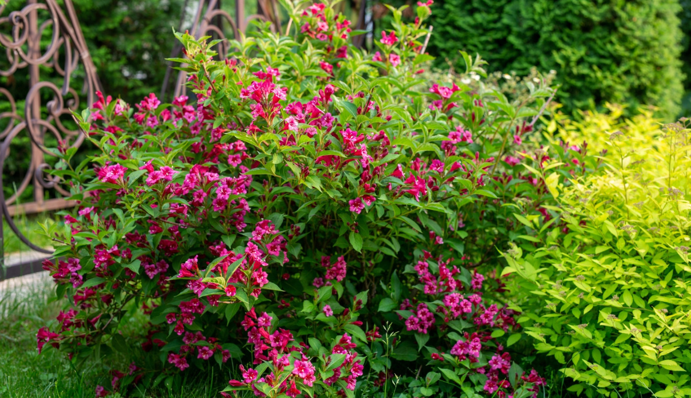 2 Live Pink Weigela Plant, Florida Weigela, 6–12” Tall, 4” Pot, Flowering Shrub
