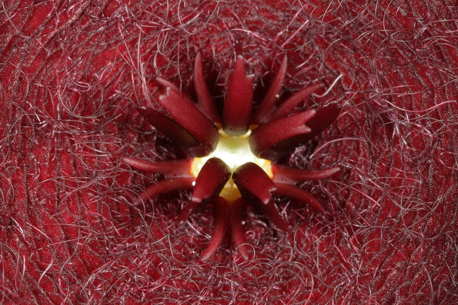 Stapelia Leendertziae 3.5 Inch Potted Plant WELL ROOTED Starfish Cactus