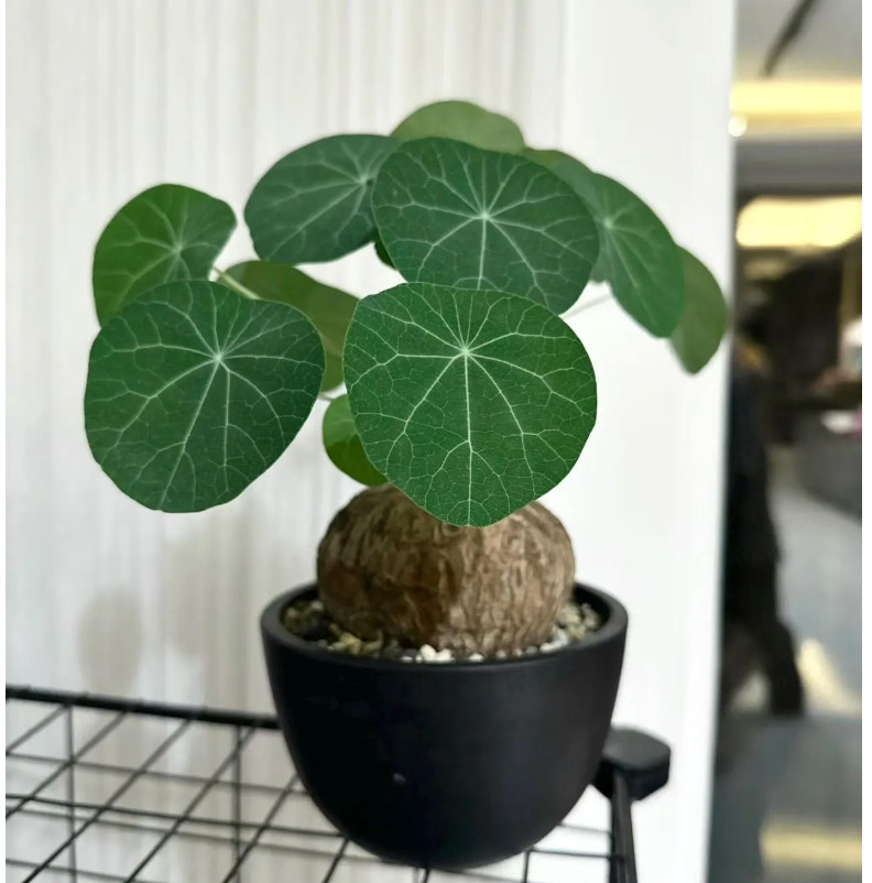 Live Plant -Stephania cepharantha /bulb plant “Lucky ‘Turtle[Bare Root]