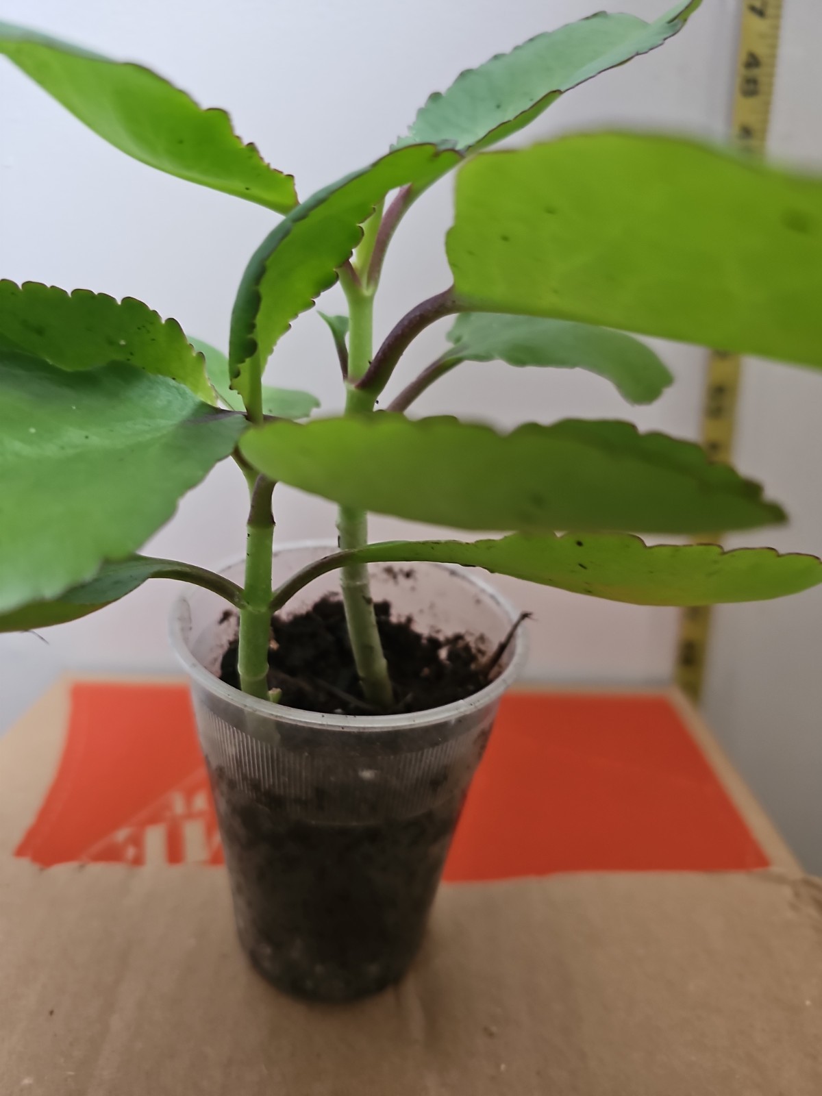 3 Pack Miracle LEAF OF LIFE , LIVE Starter PLANT . 6- 8 Inches