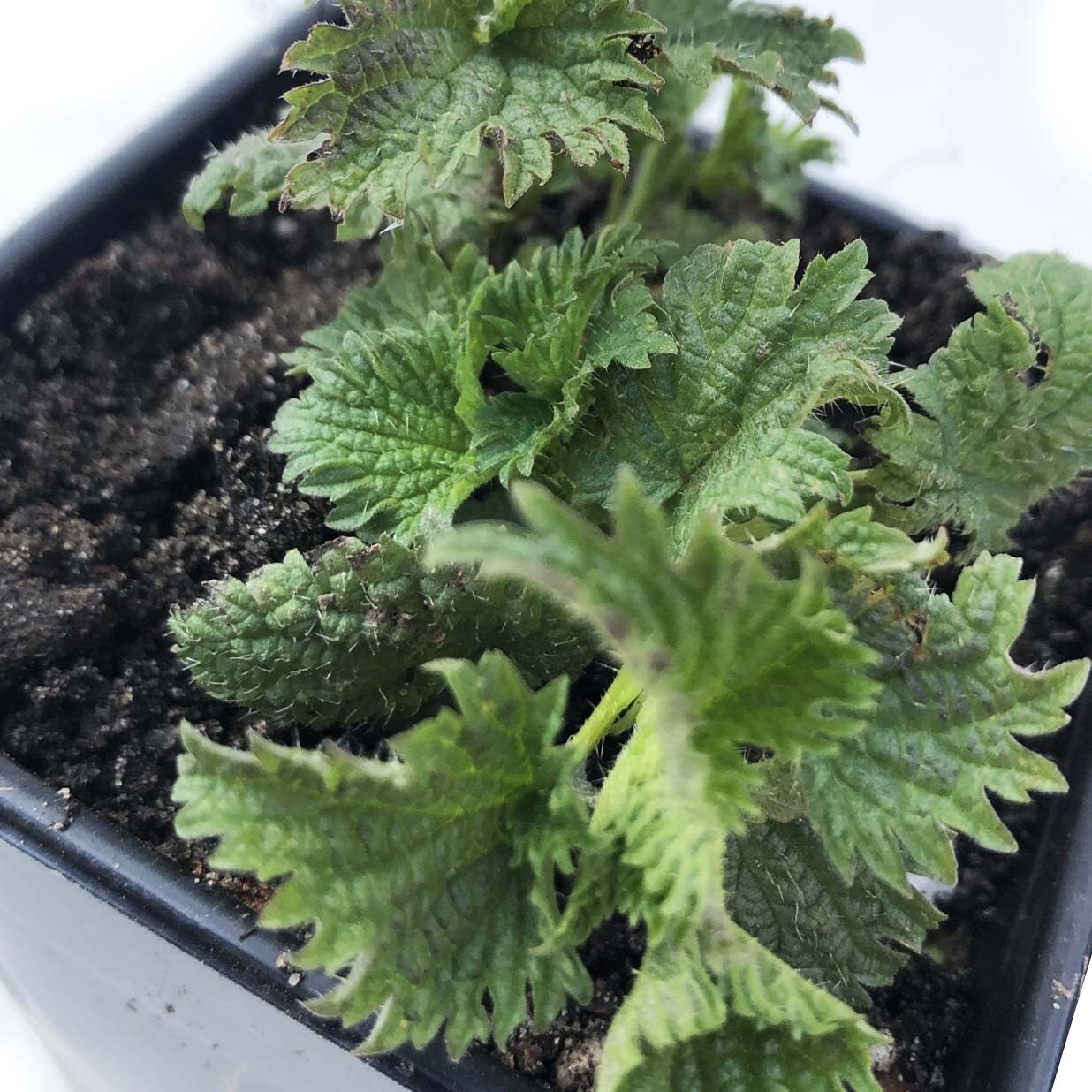 Organic Stinging Nettle Plant, Urtica dioica – Live Plant in 3″ Pot – Survival