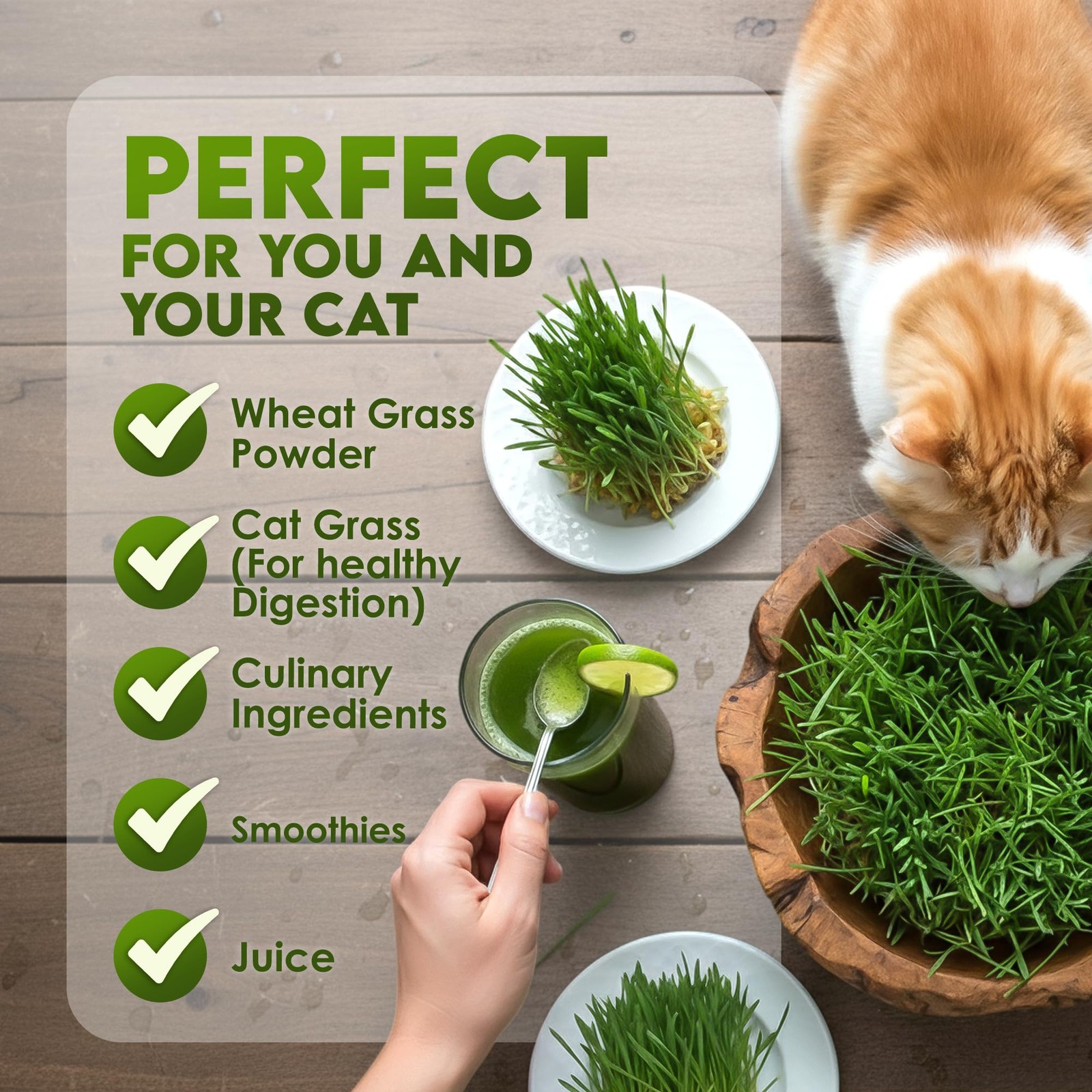 Organic Wheat Grass Seeds 16oz For Growing Sprouts Juicing Cat Food