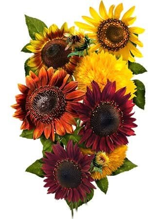 Crazy Mixed Sunflower Seeds For Planting (Helianthus annuus) 15+ Varieties