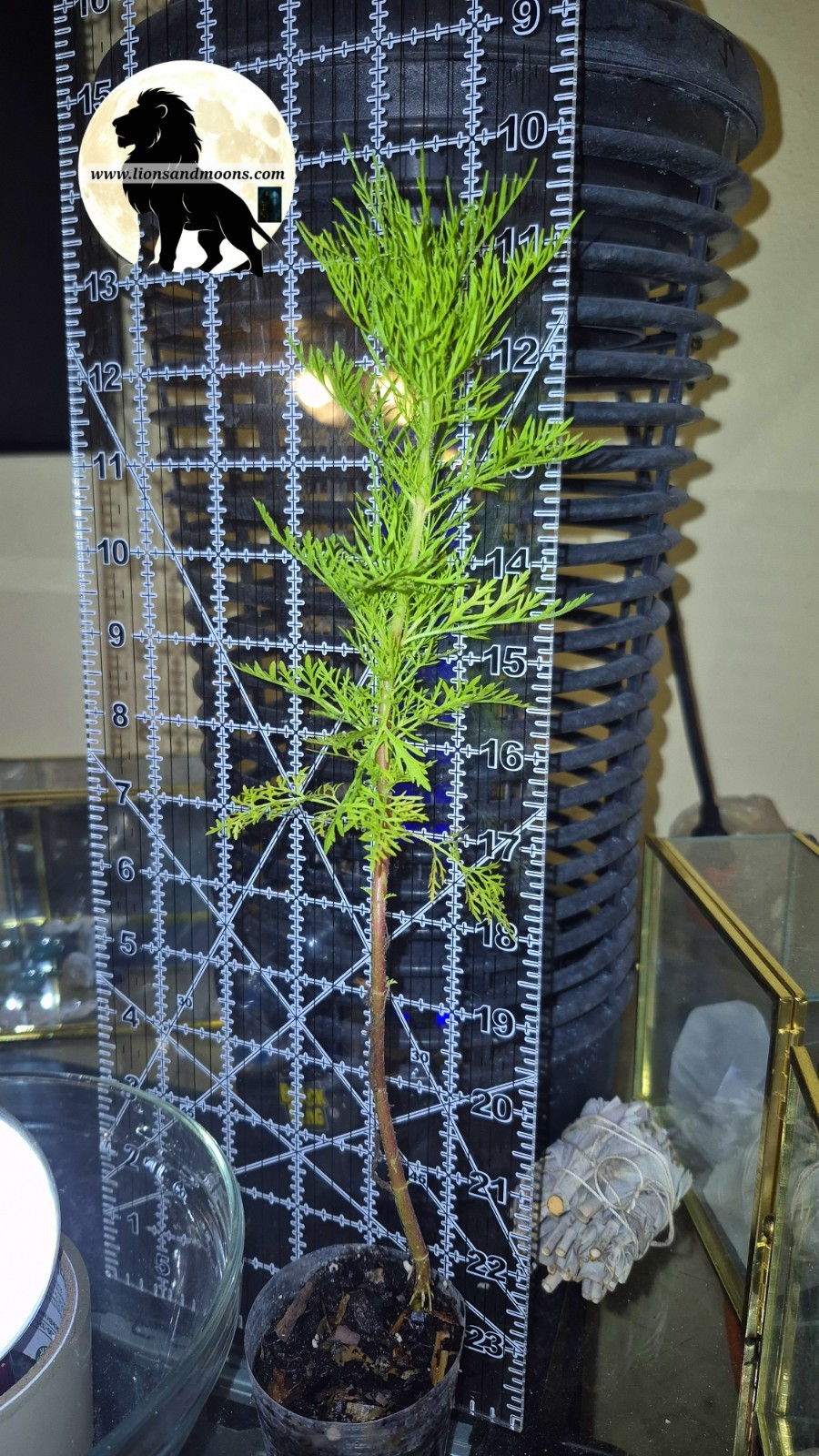 Fennel, Florence Starter Plant – Foeniculum Vulgare