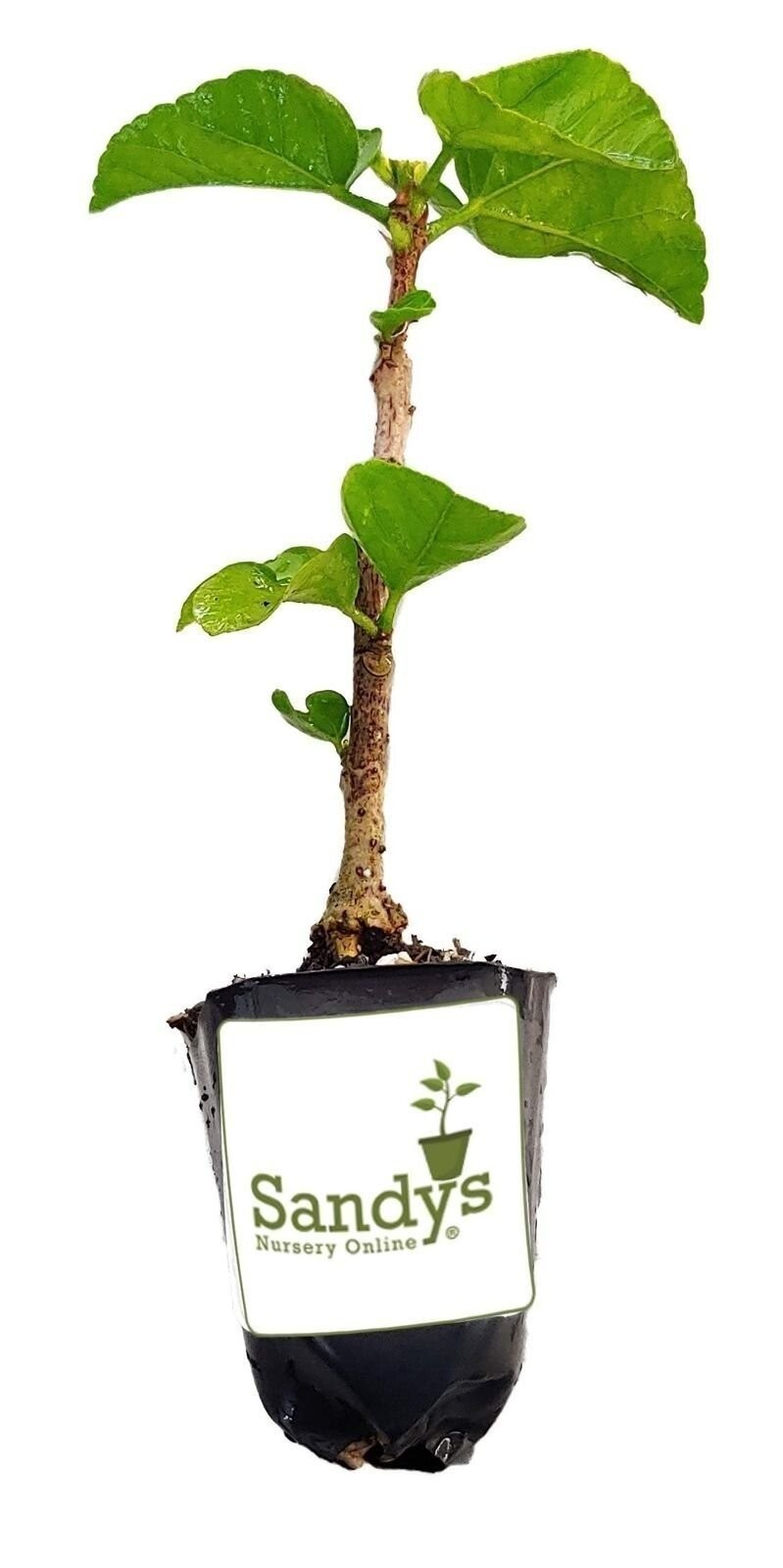Hibiscus Cajun Color Black Dragon, Starter Plant