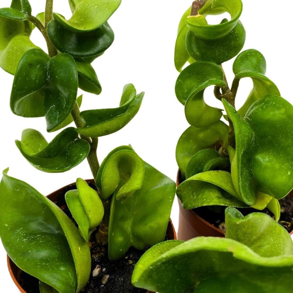 Hoya Green Hindu Rope 2 inch Set of 3 Crinkle Wax Plant Porcelain Flower Tiny Mi