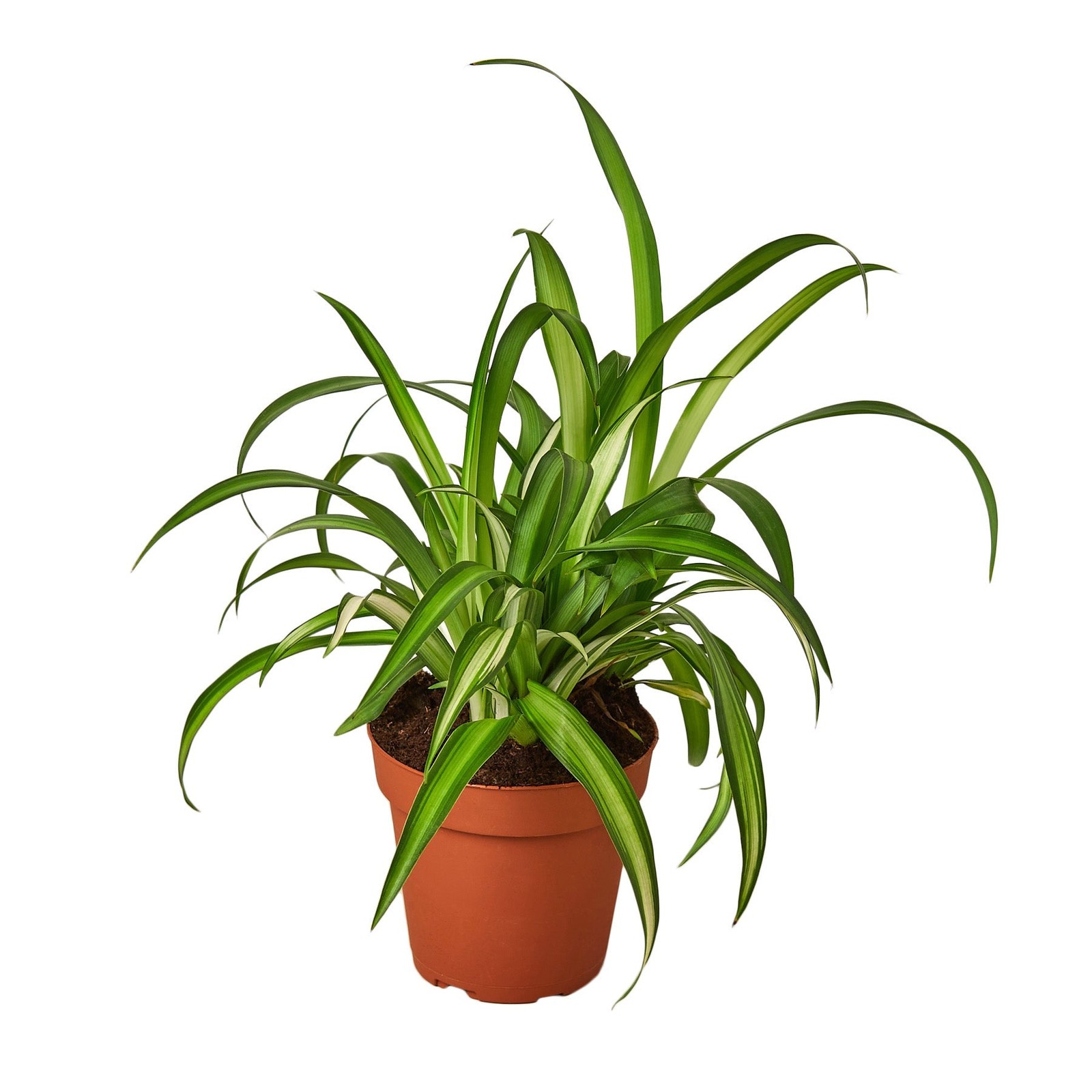 Spider Plant Hawaiian • Chlorophytum comosum • Variegated Green & Cream