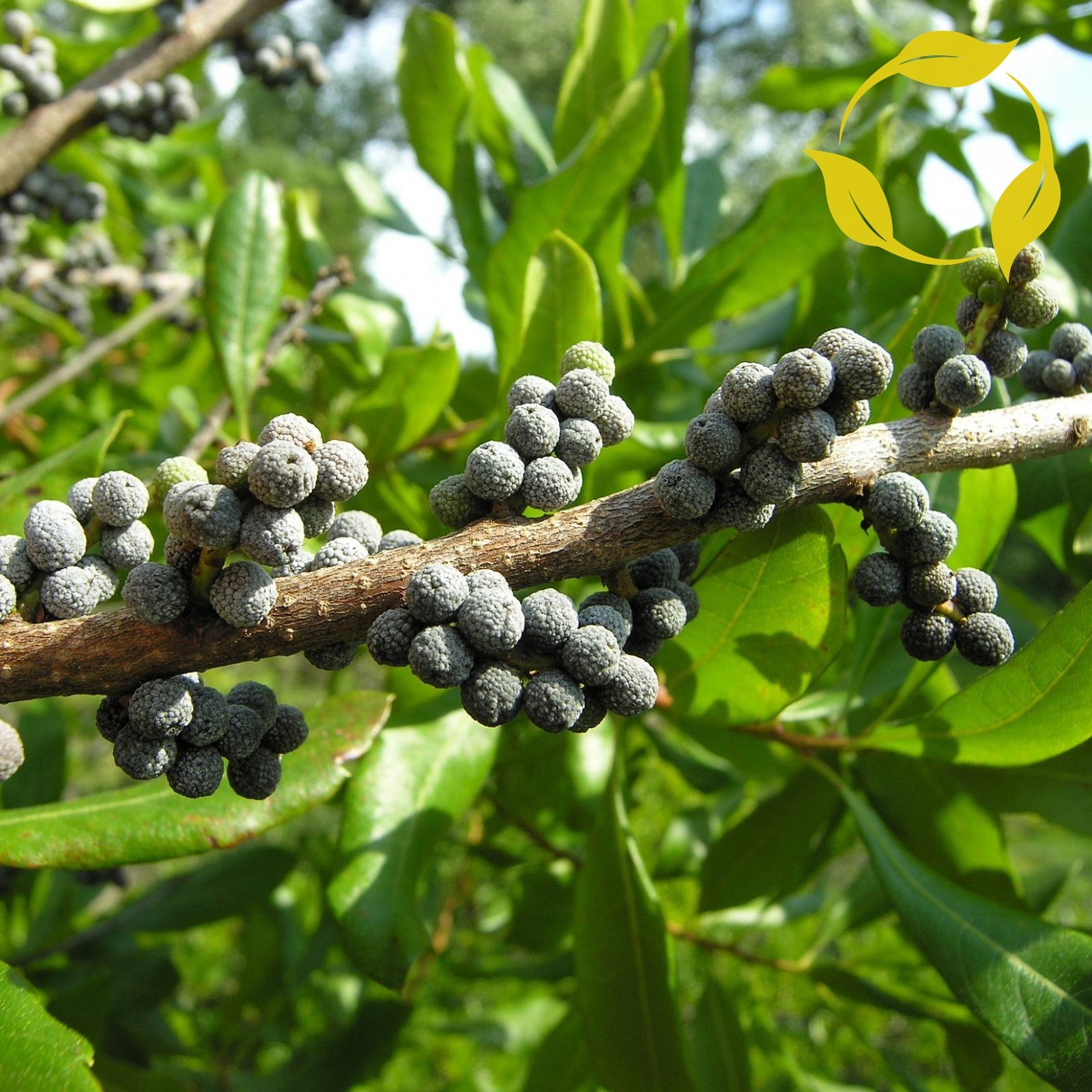 WAX MYRTLE SOUTHERN Myrica Cerifera – 200+ SEEDS