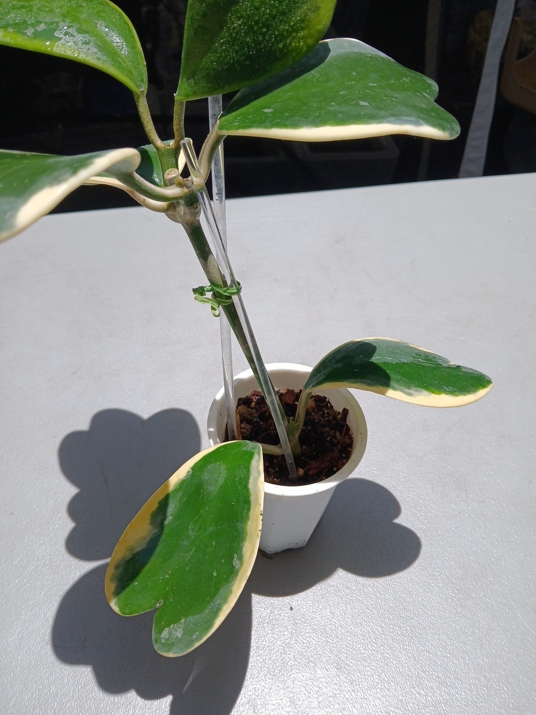 #913- HOYA KERRI VARIEGATED LIVE PLANT, LARGE LEAF, LARGE PLANT,