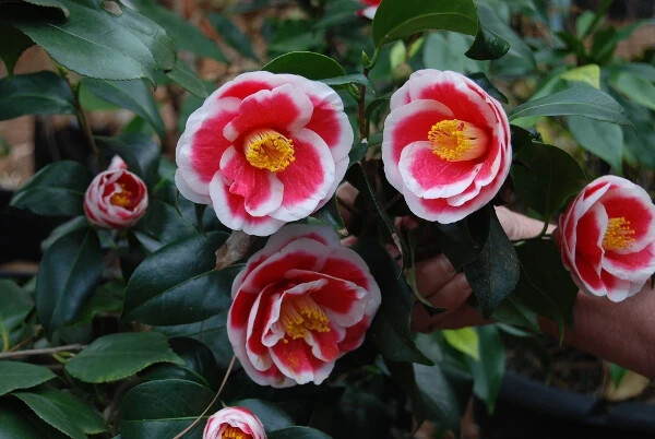 **TAMA ELECTRA**Unique Bloom**Camellia Japonica-Live Starter Plant -USA SELLER-