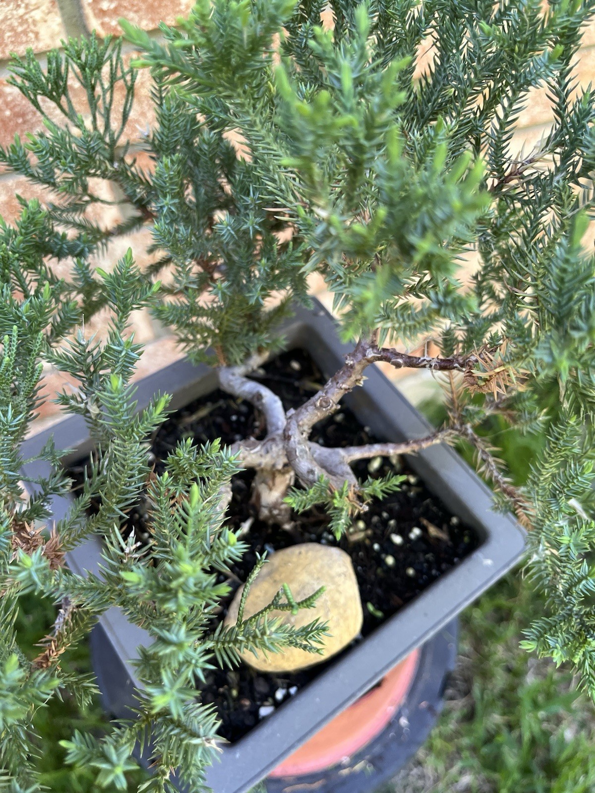 San Jose Juniper Bonsai Thick Twisted Trunk