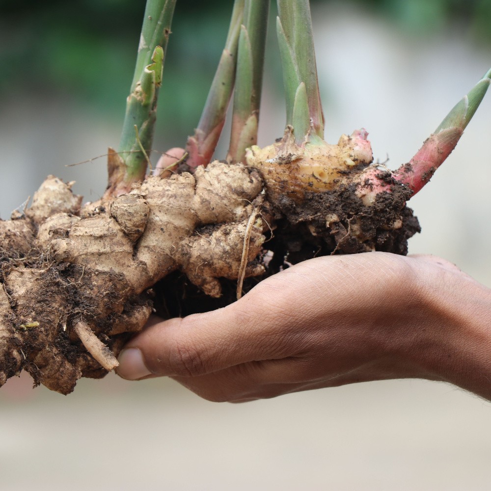 Live 10 Rhizomes of Edible Ginger Roots Organic Zingiber Officinale for Growing