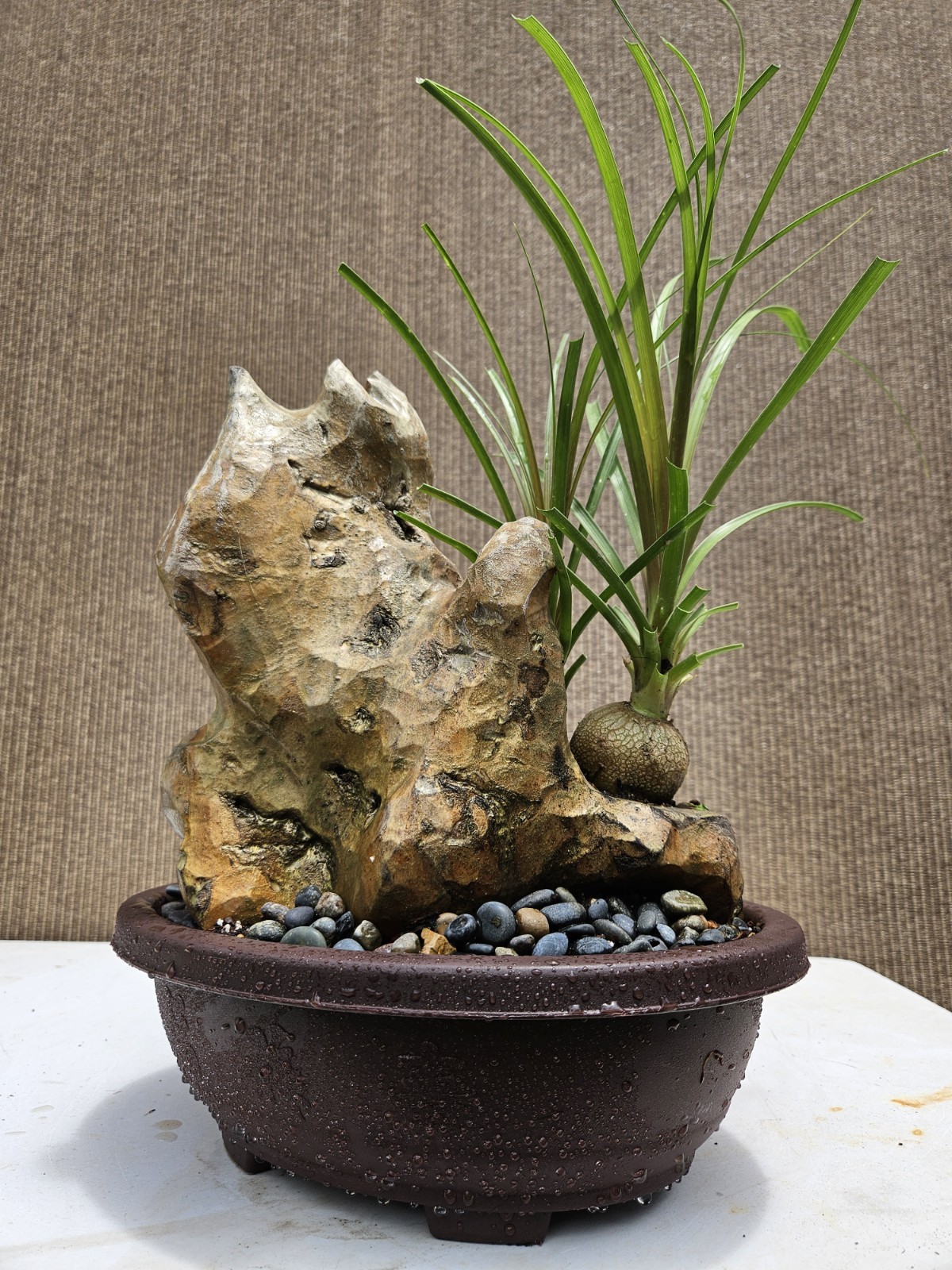 Ponytail Palm Bonsai Tree,,,, sale