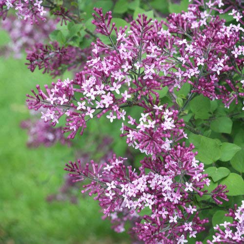Proven Winners – Syringa x Bloomerang Dark Purple (Reblooming Lilac) Shrub, d…