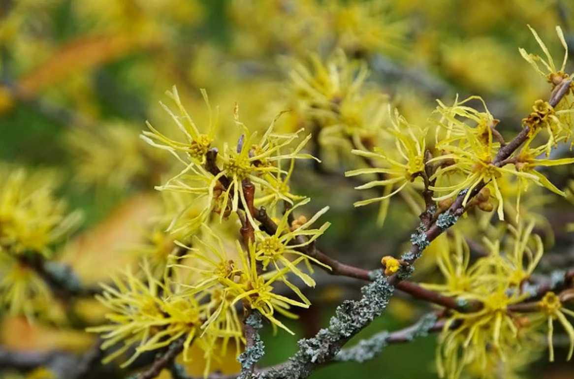 American Witch-Hazel (Hamamelis virginiana) – Quart Pot (6–12 Inches Tall)