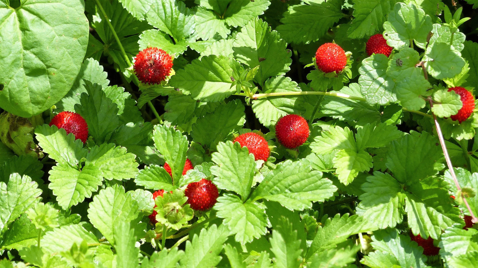 50 ALEXANDRIA STRAWBERRY Everbearing Alpine Fragaria Vesca Red Berry Fruit Seeds