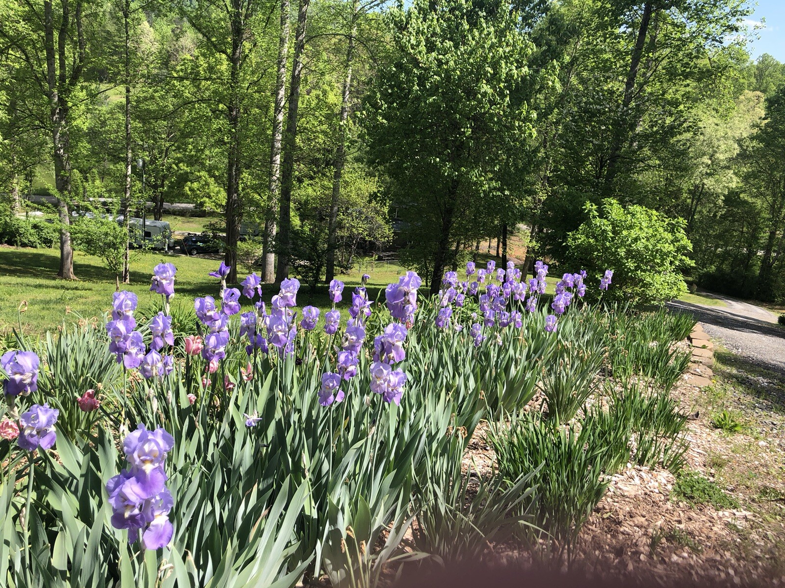 7 Tall Bearded Iris Rhizome Light Purple Live Plants Bulbs Perennial