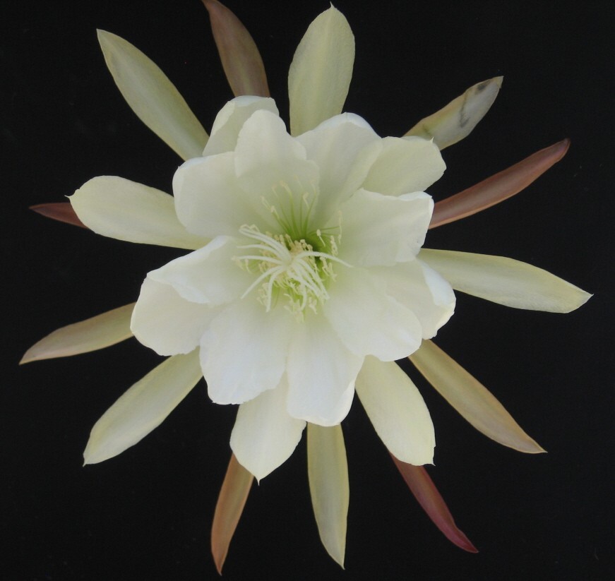 Epiphyllum, Orchid Cactus, ” GREEN ICE “, Don’s Quart pots JULY/1