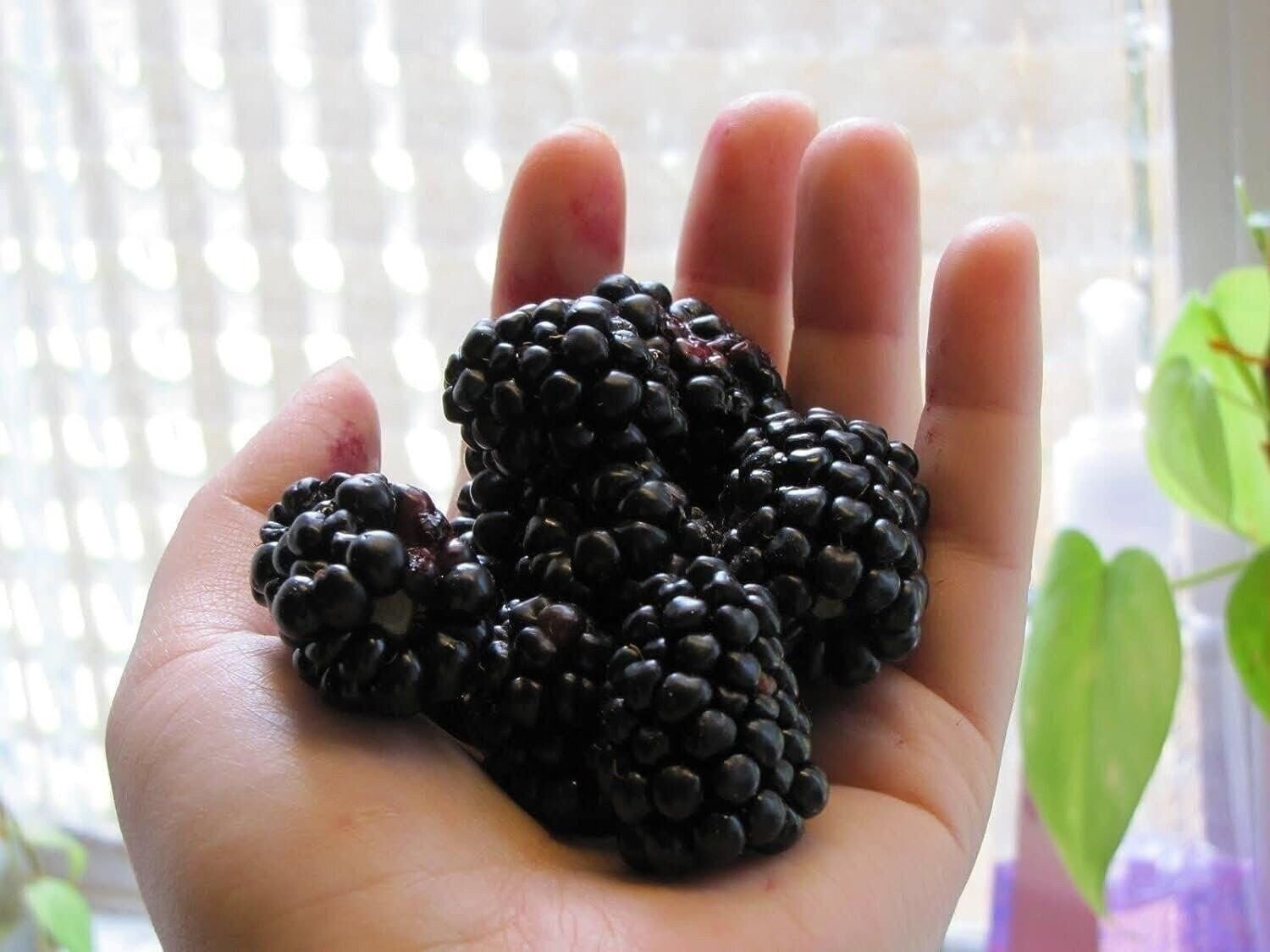 Apache BlackBerry Plant – Live Starter Plants – Rubus – Fruit Trees for The…