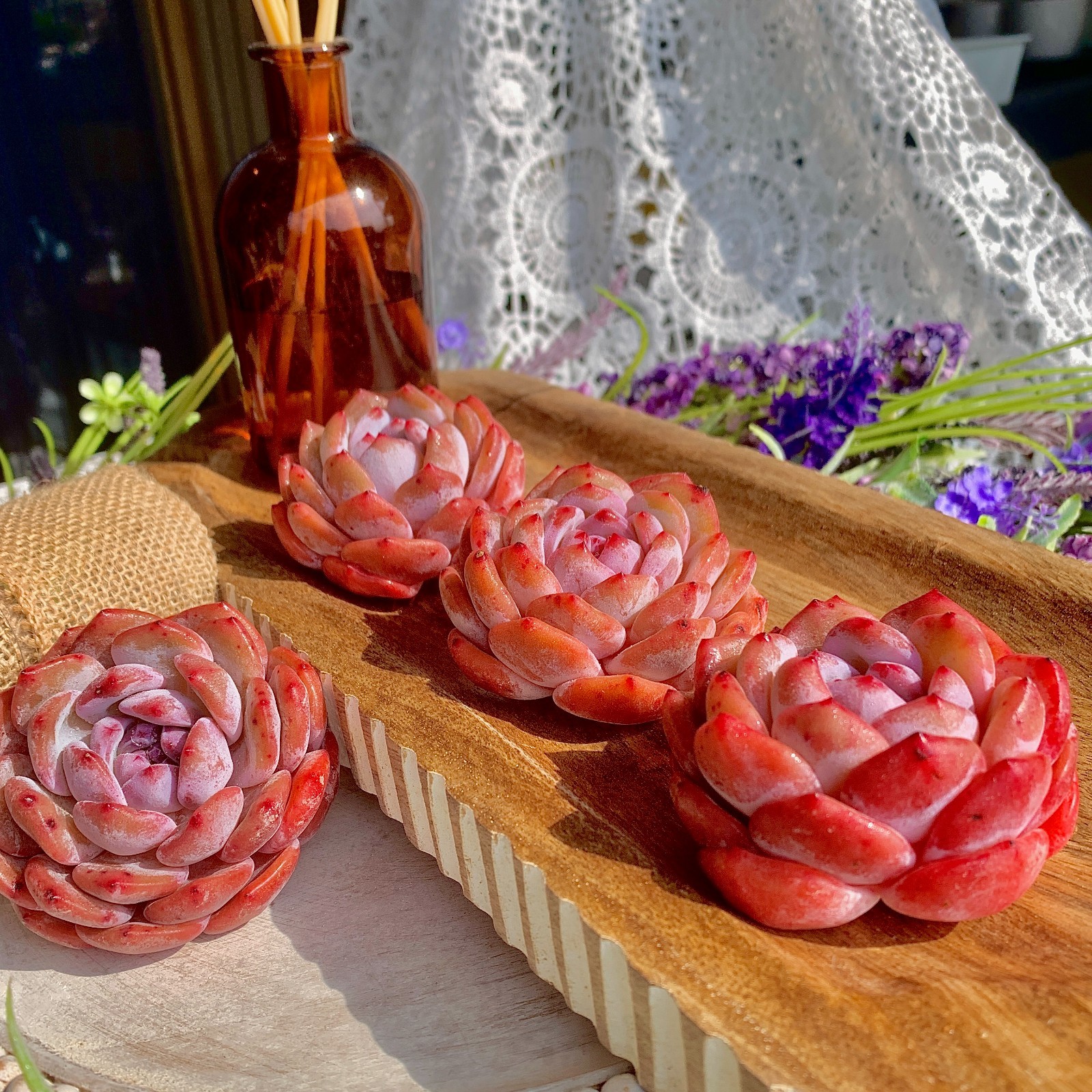 Echeveria Orange MonroeRare Succulent Plant, Bare Root Easy Care Live