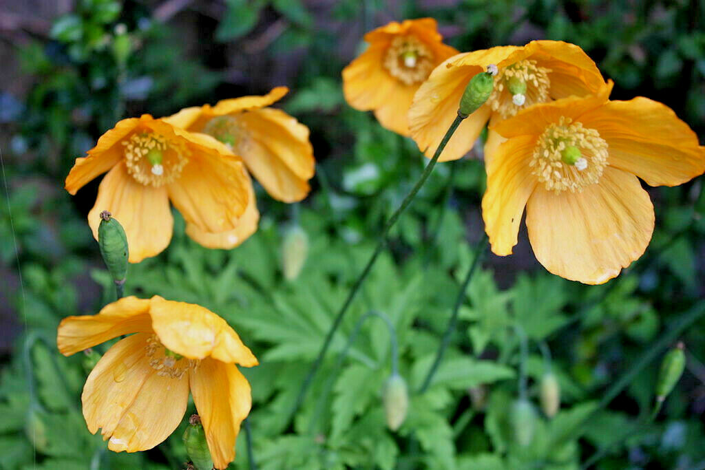 Welsh poppy 150+ seeds, orange and yellow mixed, hardy, meconopsis cambrica