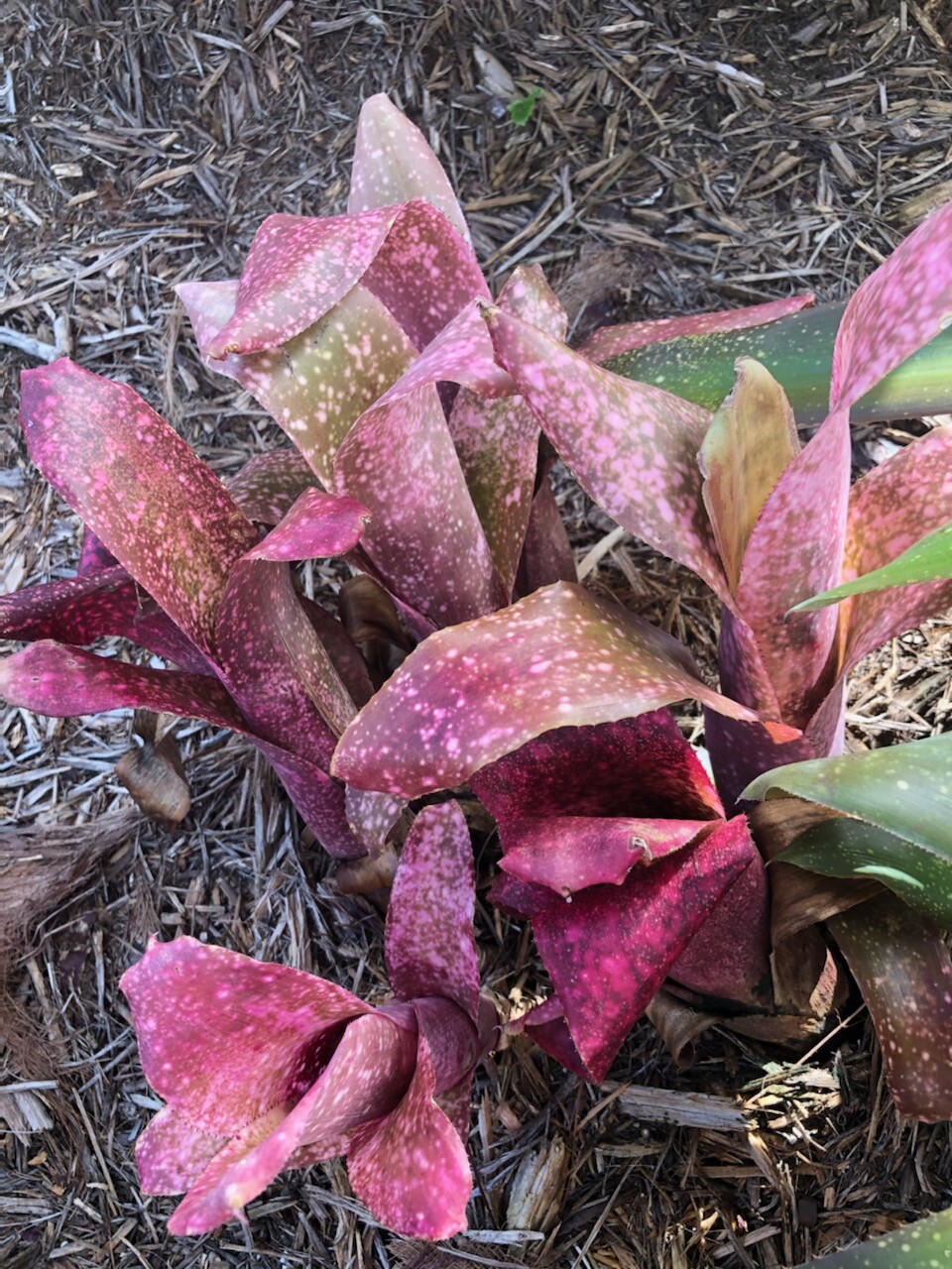 Billbergia PINK CHAMPAGNE Bromeliad one tropical plant ***SALE***