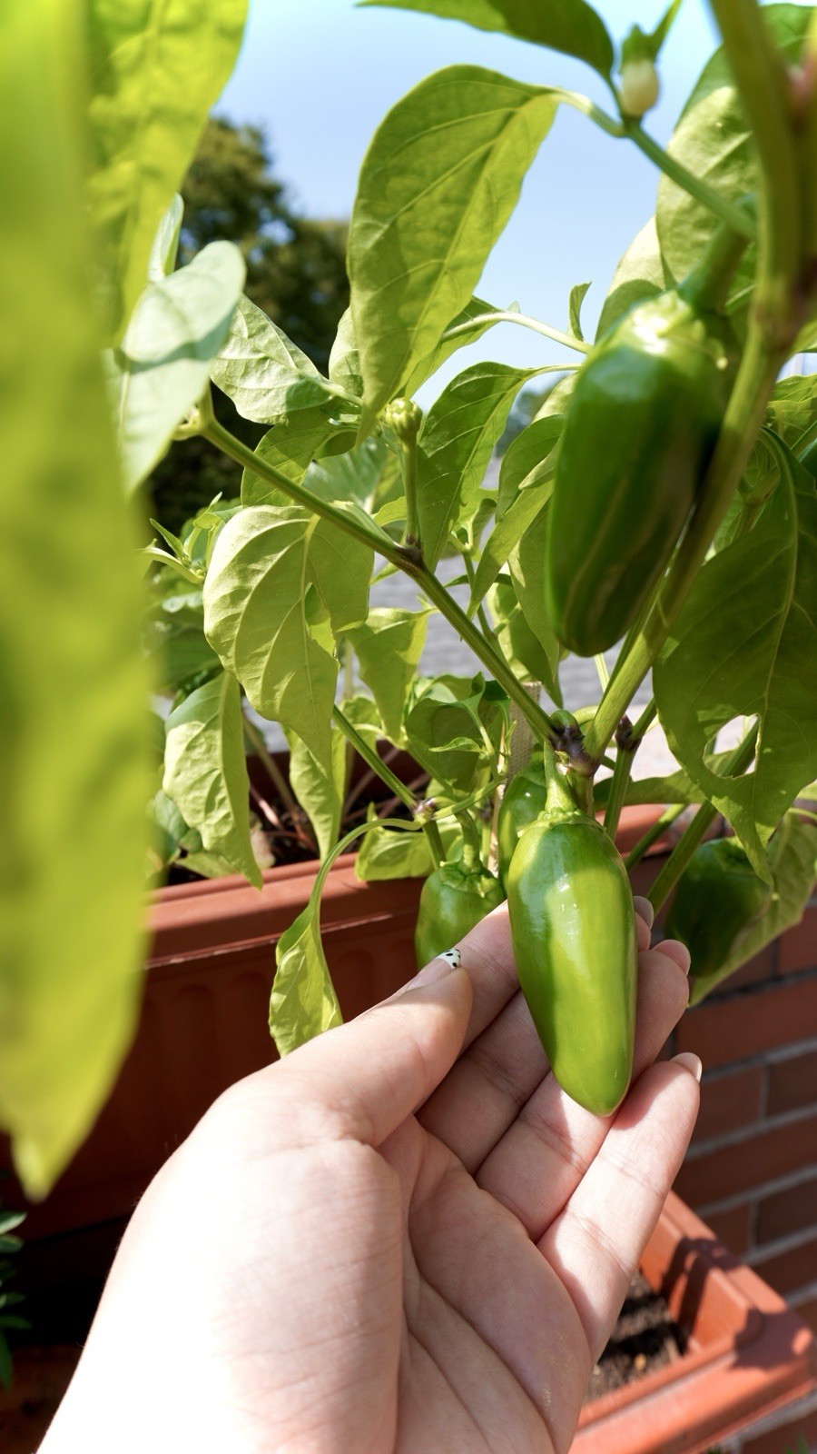 20+ Mini Sweet Bell Pepper Seeds for Planting FREE SHIPPING Capsicum annuum