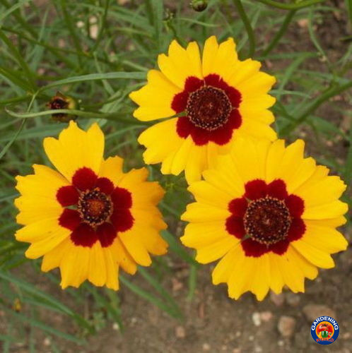 3000 Coreopsis Flower Seeds tinctoria Dwarf Plains Wildflower