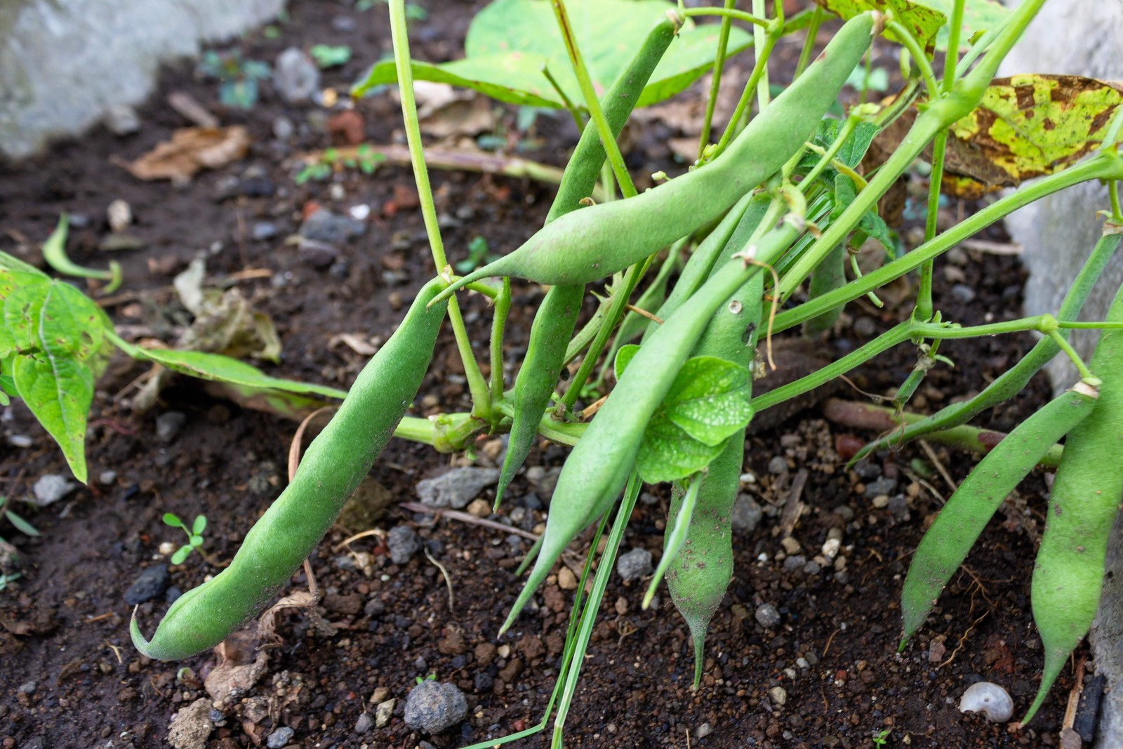 50 ROMANO BUSH BEAN Italian Flat Green Pod Phaseolus Vulgaris Vegetable Seeds