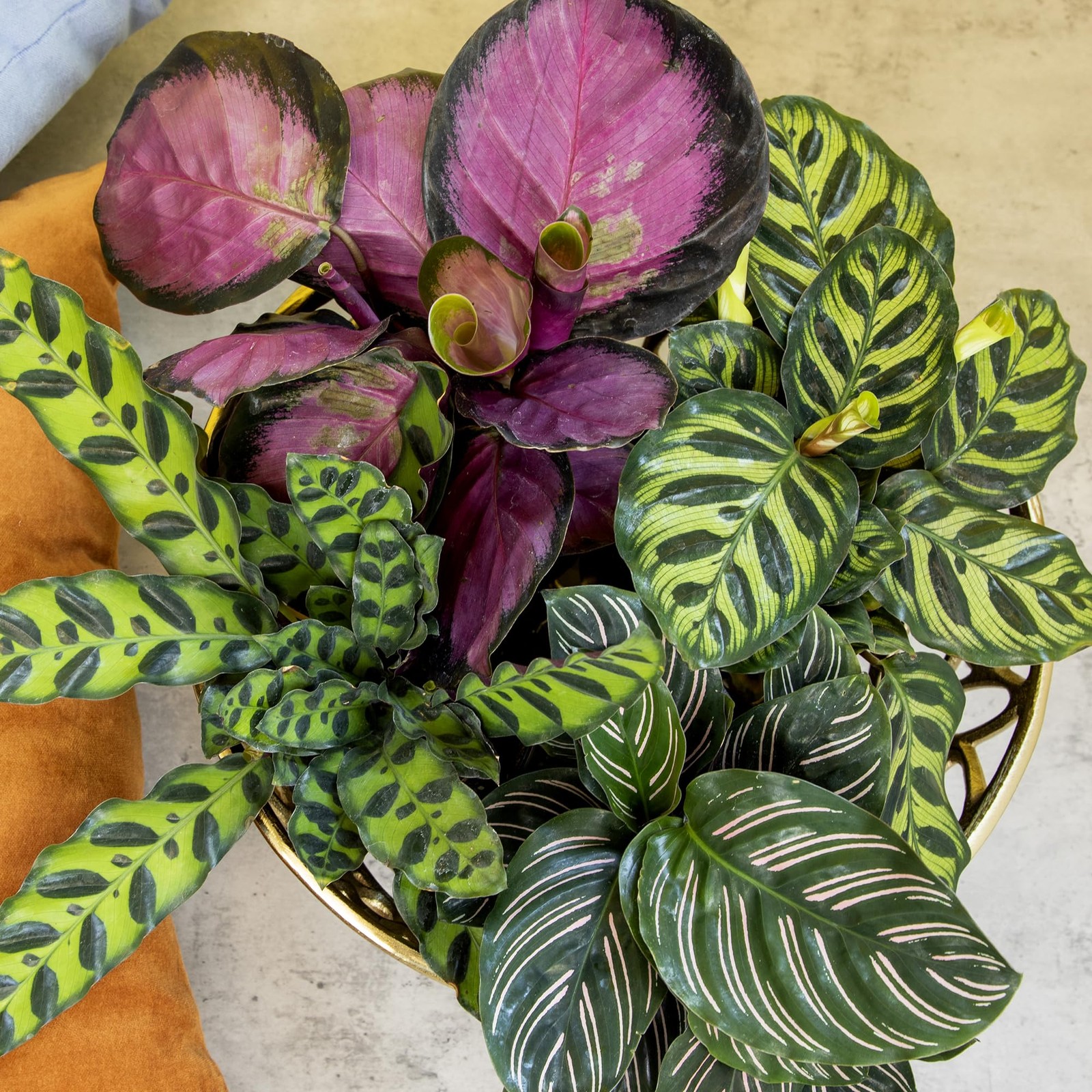 Calathea Prayer Plants Live (4-Pack) Pet Friendly Indoor Houseplants Pray