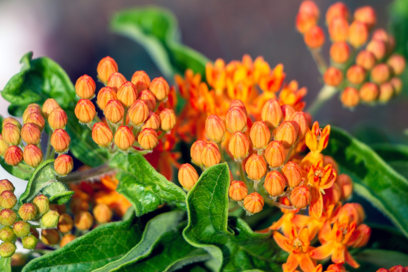 30 ORANGE BUTTERFLY MILKWEED Asclepias Tuberosa Flower Seeds