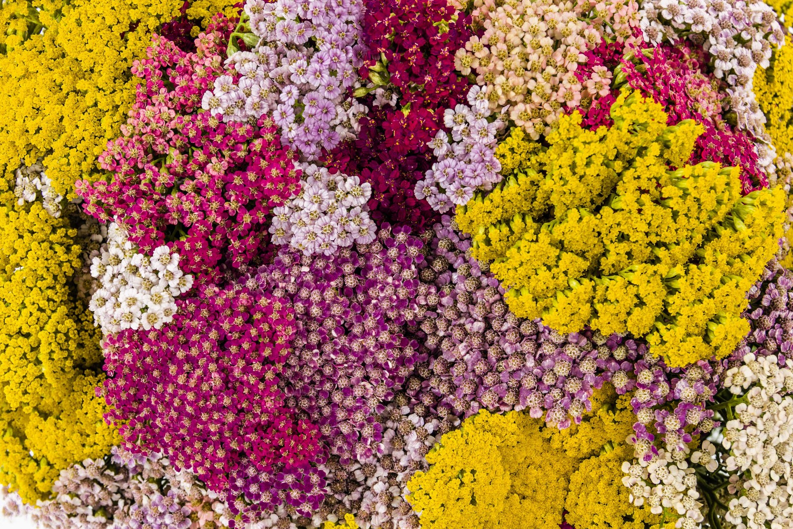 500 MIXED SUMMER YARROW Achillea Millefolium Red Pink White + Herb Flower Seeds