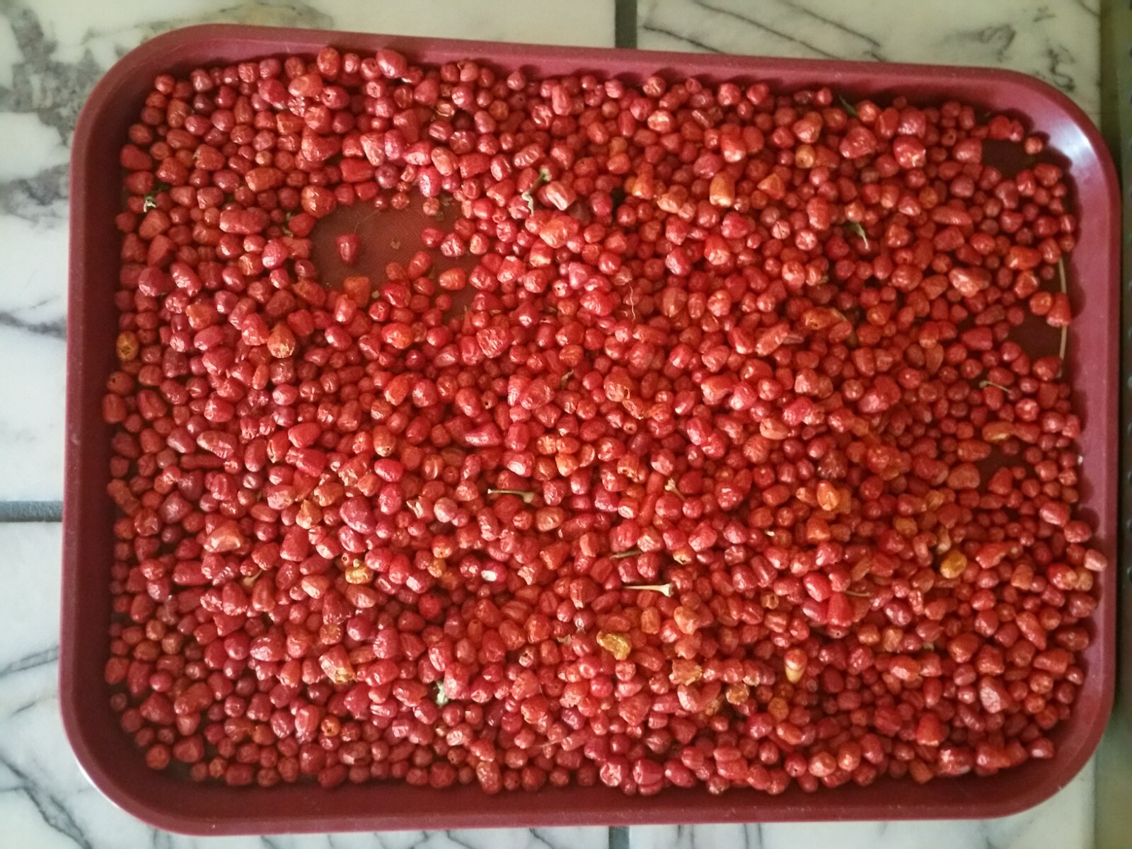 50+Seeds of Chiltepin Tepin Pepper US Grower