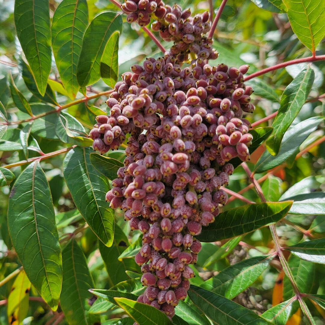 Winged Sumac | 25 Seeds | Rhus Copallinum | Florida Native | Organic Lemonade