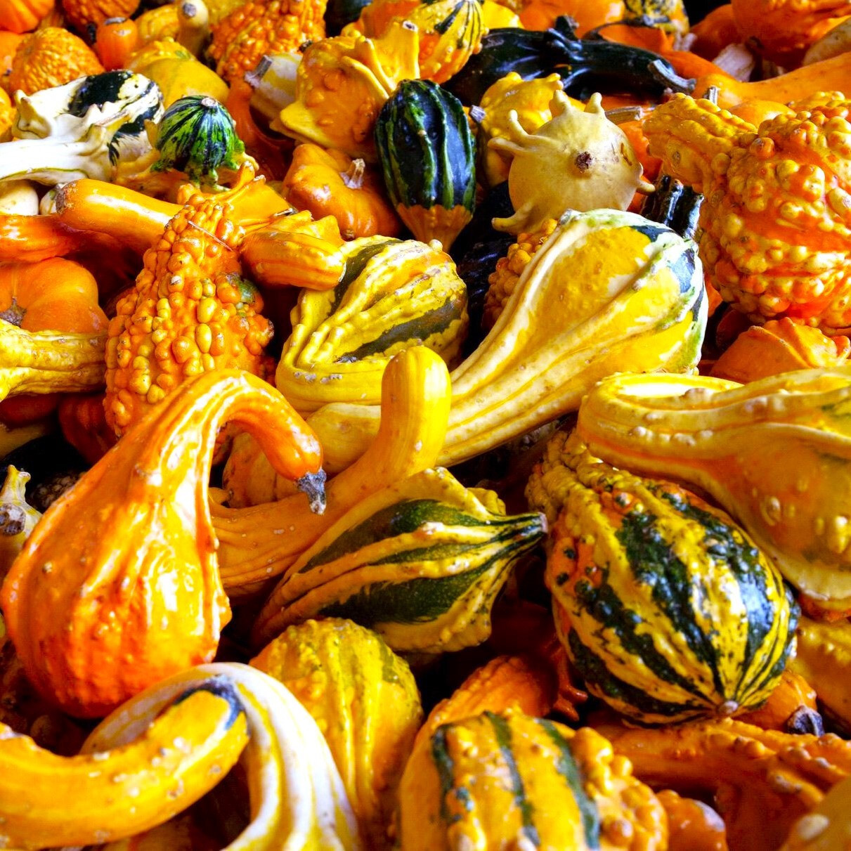 Large Mix Ornamental Gourd Seeds |Decorative Fall Autumn Winter Squash Seed 2025