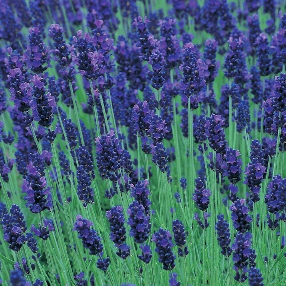 Lavender Seeds, Blue Hidcote, Blue Lavender Seeds, Perennial Heirloom Herb 50ct