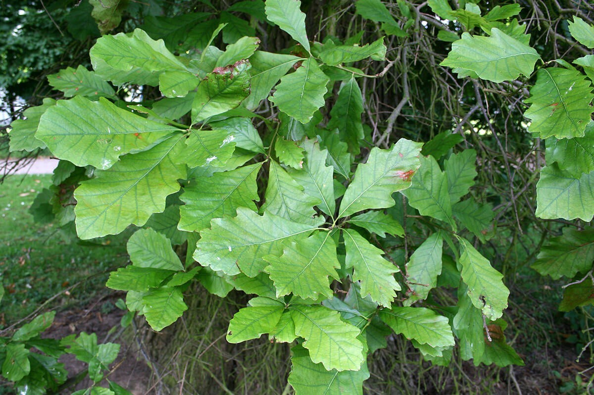 3 Swamp White Oak Tree 12-24″ Quercus bicolor Bare Root